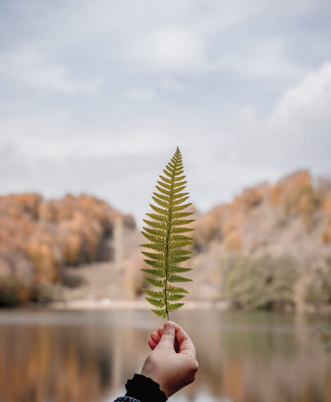 A hand holding a fern leaf by a calm lake